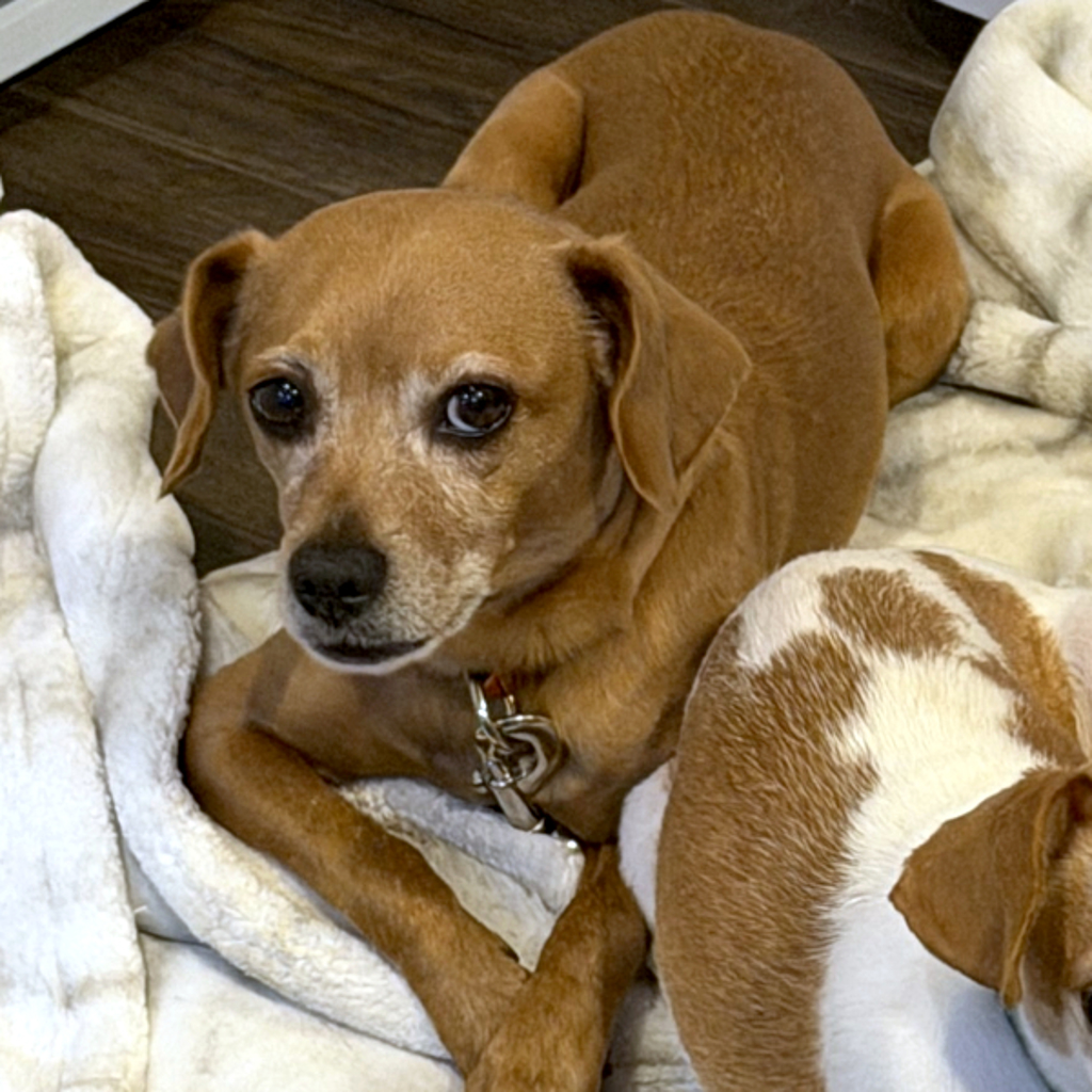 Ellie Mae -- Bonded Buddy With Missy