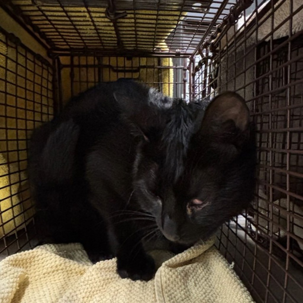 Fern -- Bonded Buddy With Raya