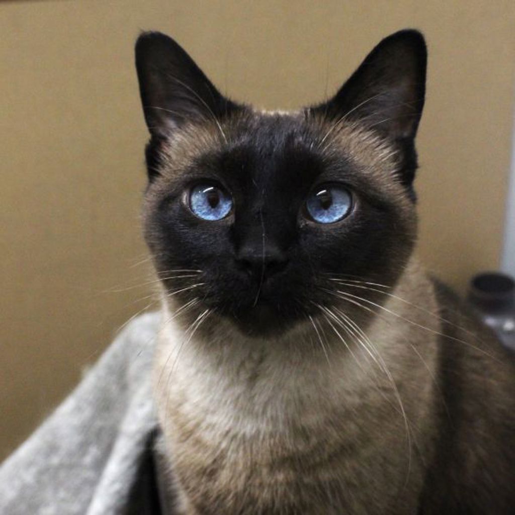Fiona -- Bonded Buddy With Lucy
