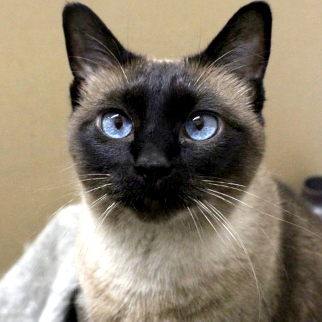 Fiona -- Bonded Buddy With Lucy