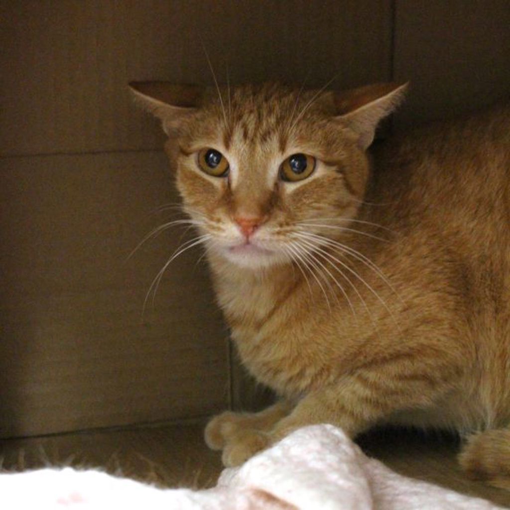 Garfield