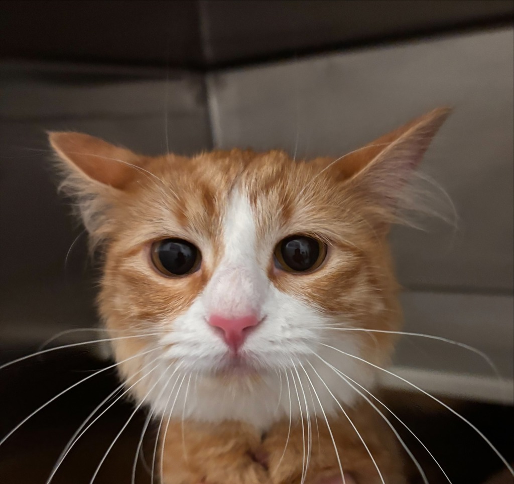 Ginger