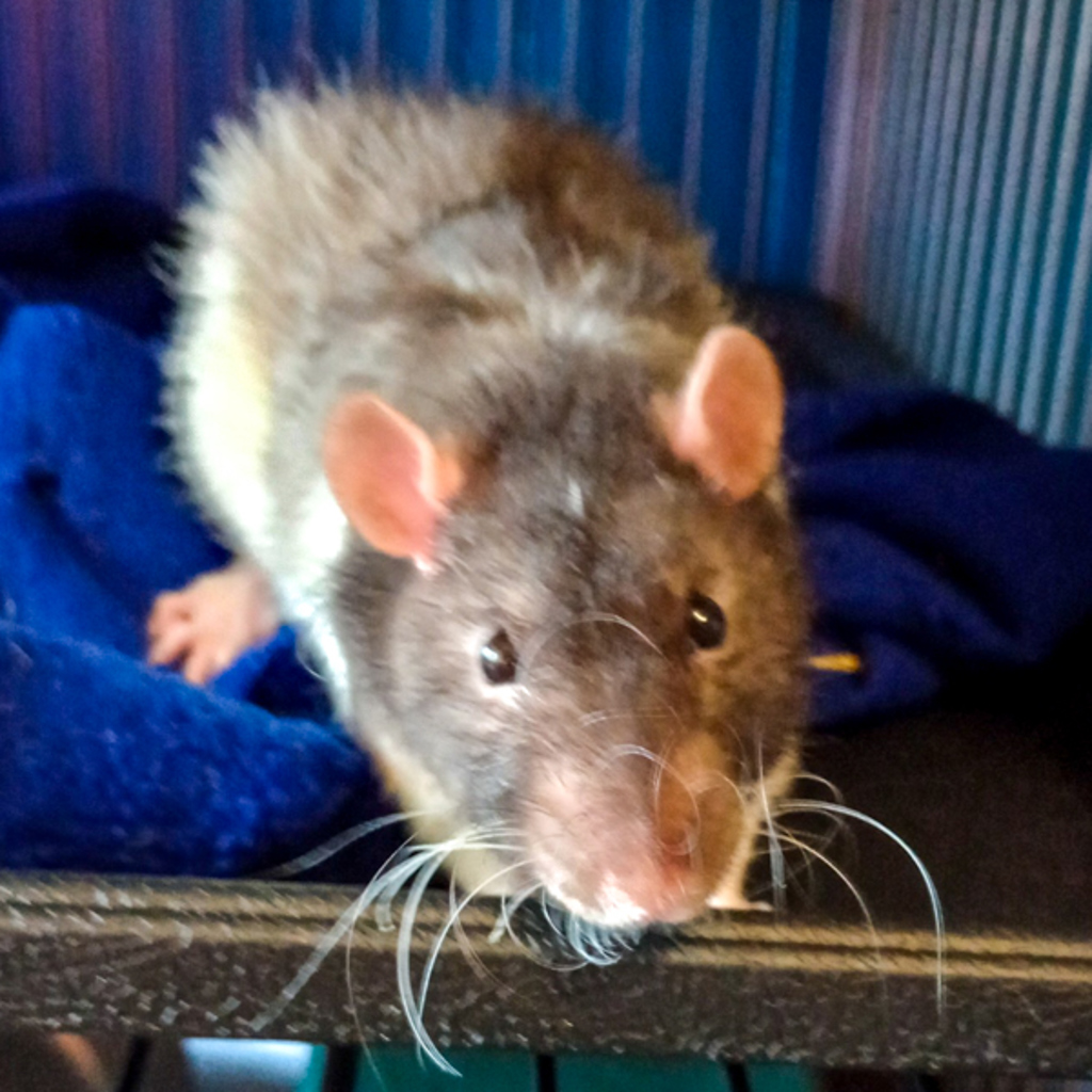 Granola -- Bonded Buddy With Yogurt