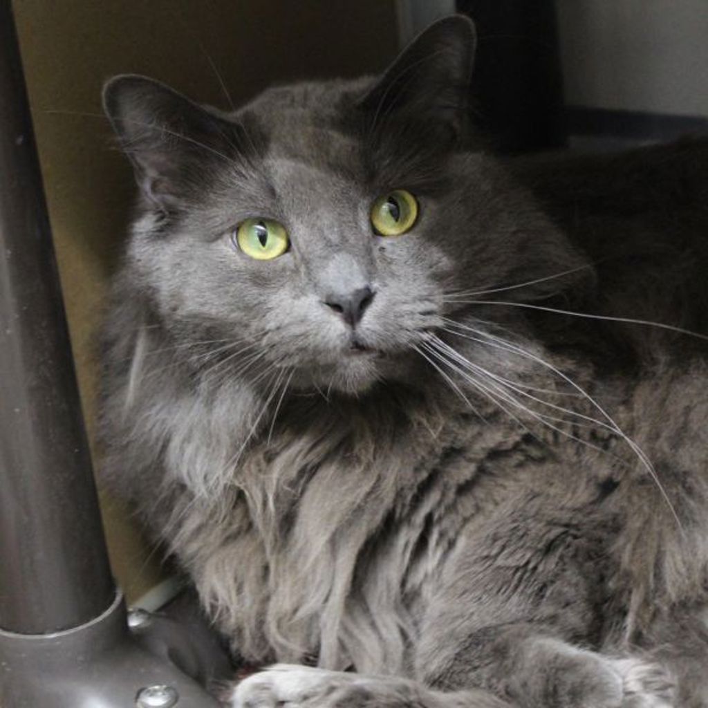 Gravy -- Bonded Buddy With Rachel