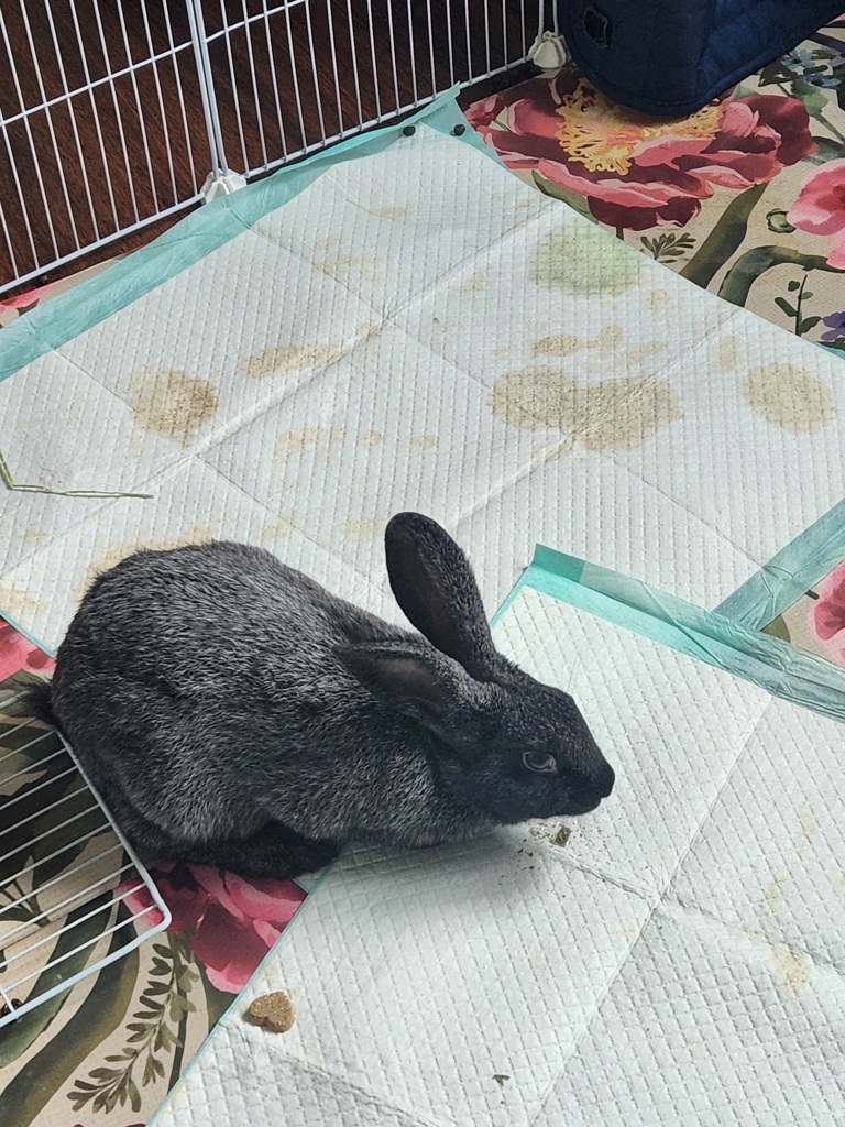 Hop -- Bonded Buddy With Hippety