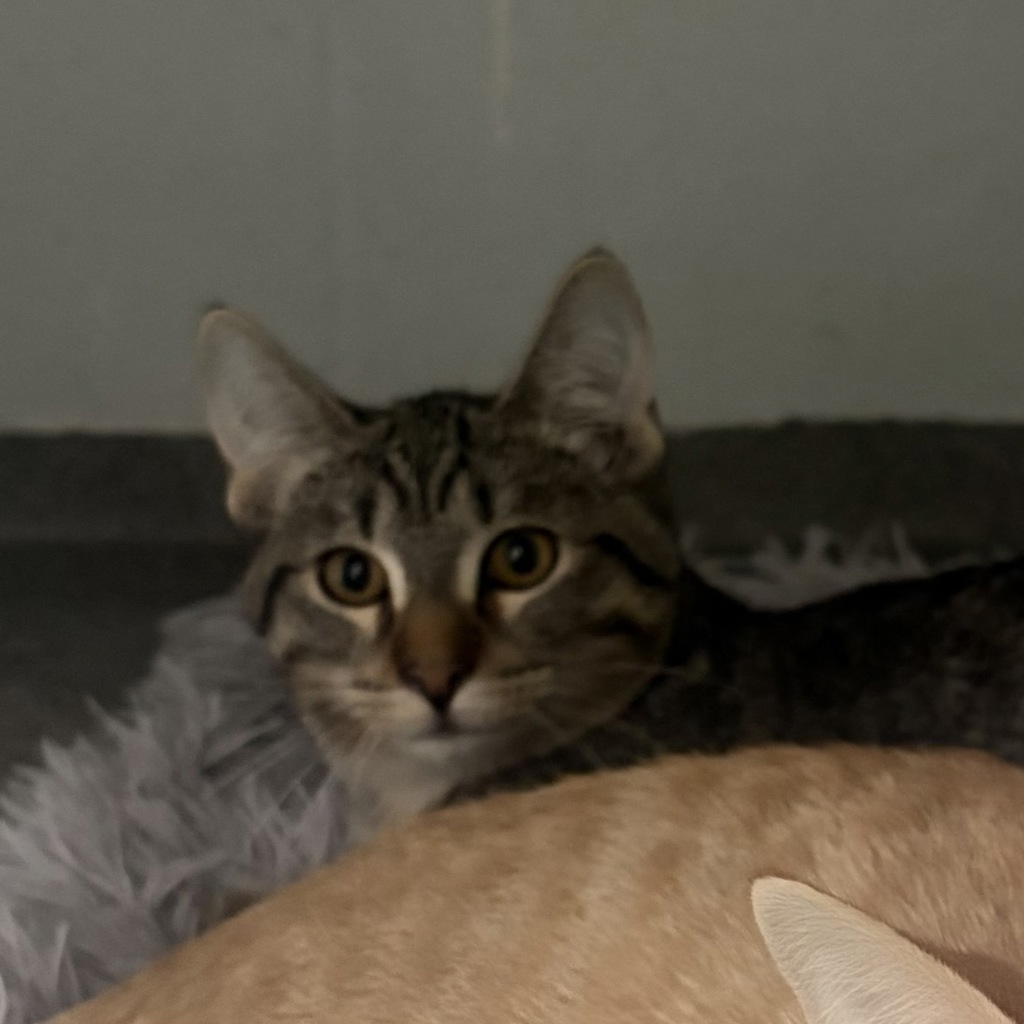 Kent- Bonded Buddy With Clark