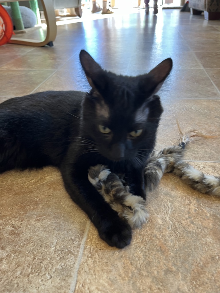 Kory-- Bonded Buddy With Christopher