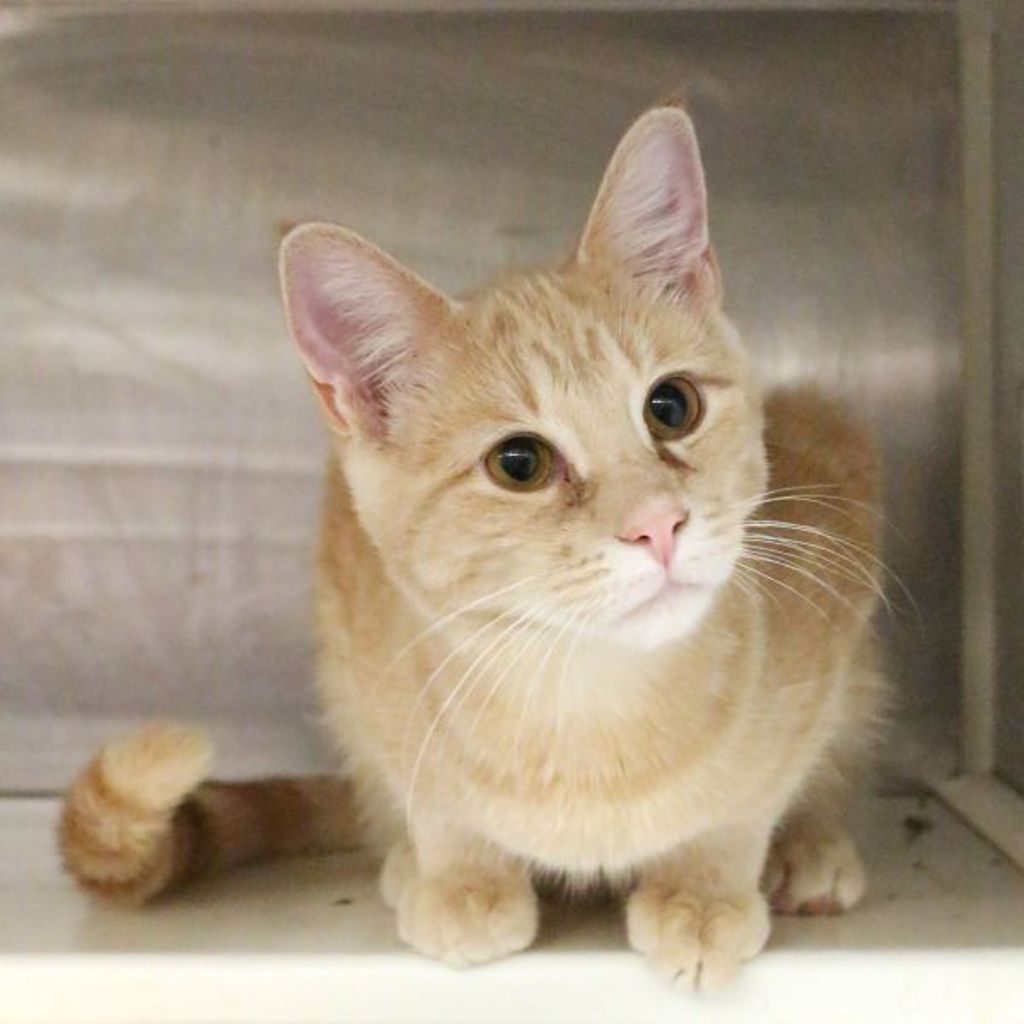 Leo