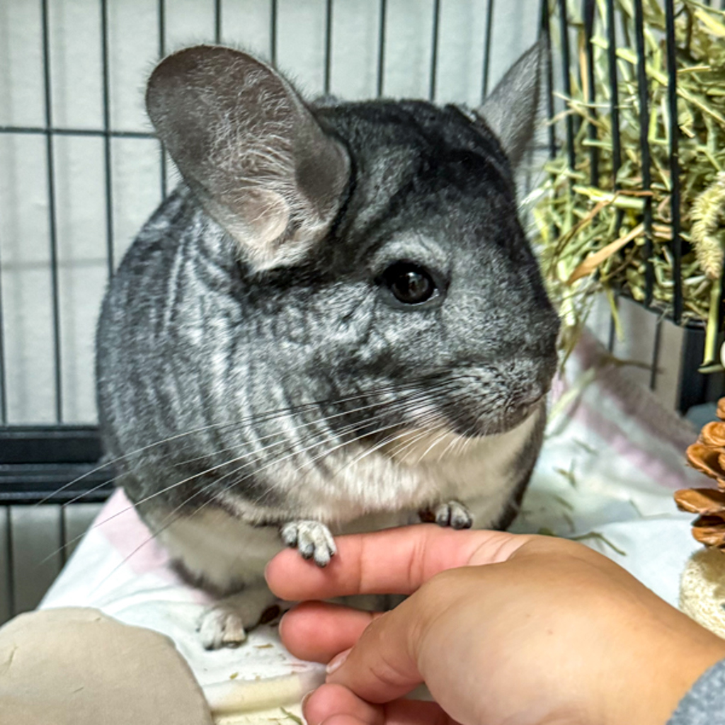 Lila -- Bonded Buddy Wtih Lola
