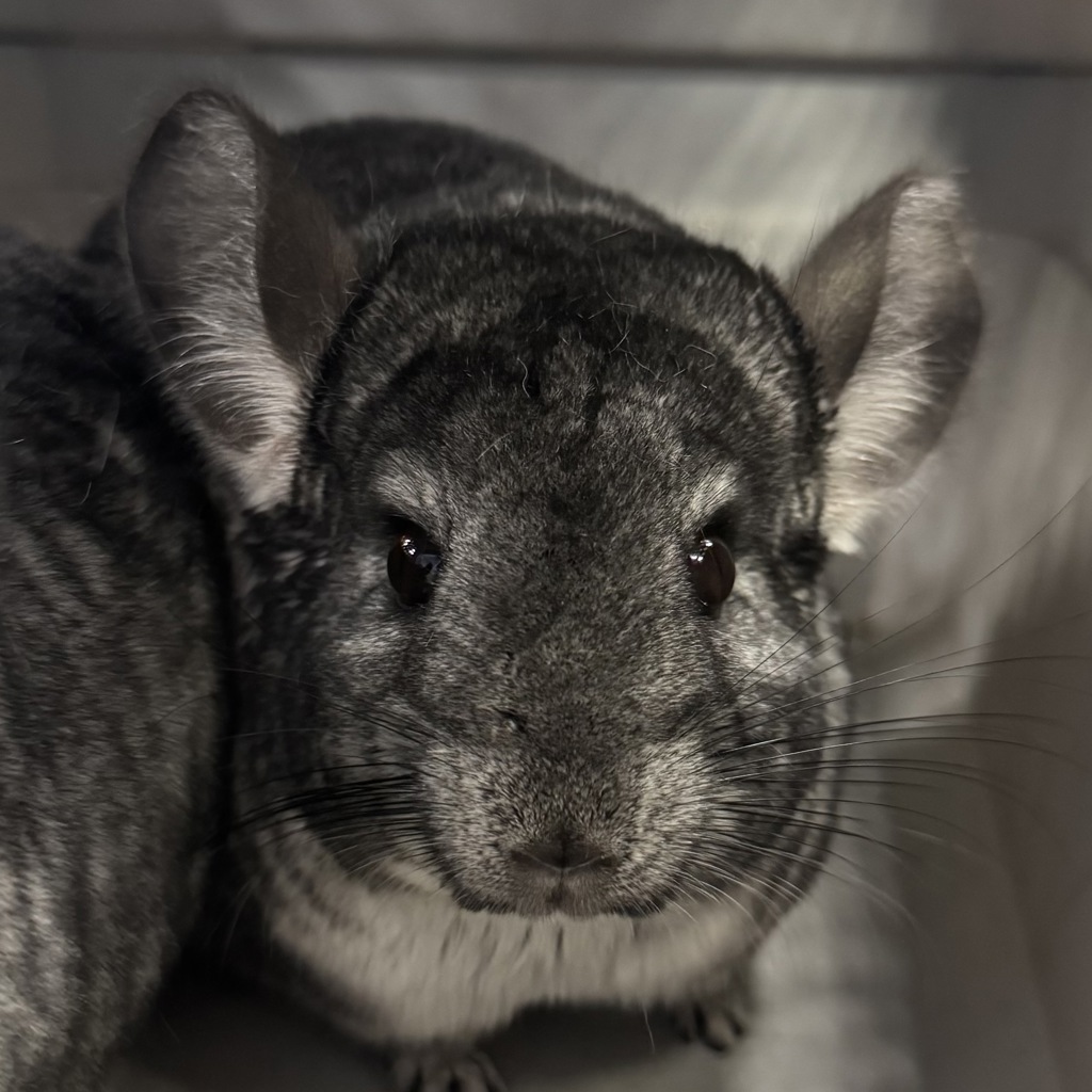 Lila -- Bonded Buddy Wtih Lola