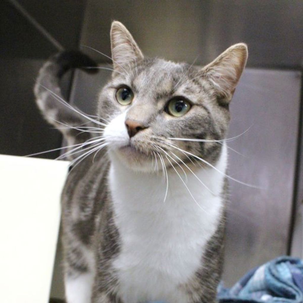 Lucious -- Bonded Buddy With Stella