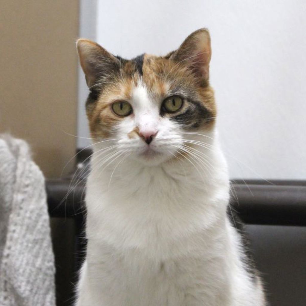 Lucy -- Bonded Buddy With Fiona