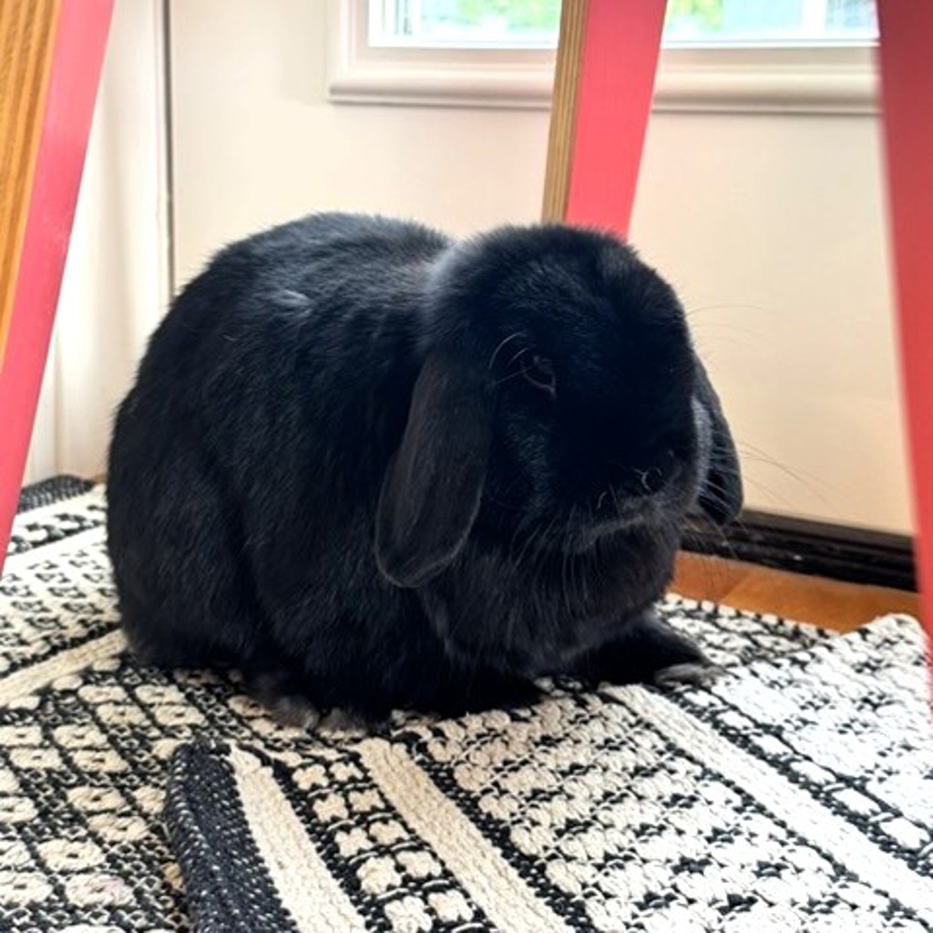 Lylla -- Bonded Buddy With Roger