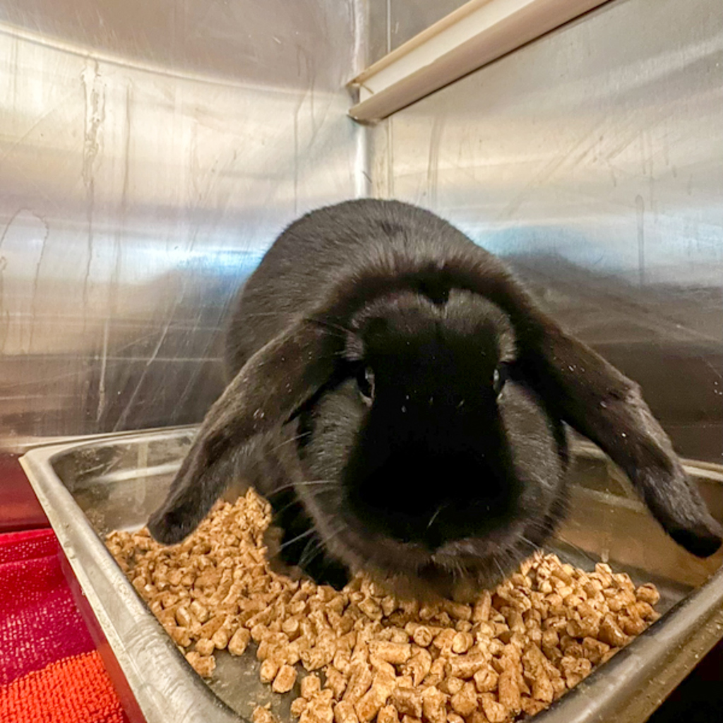 Lylla -- Bonded Buddy With Roger