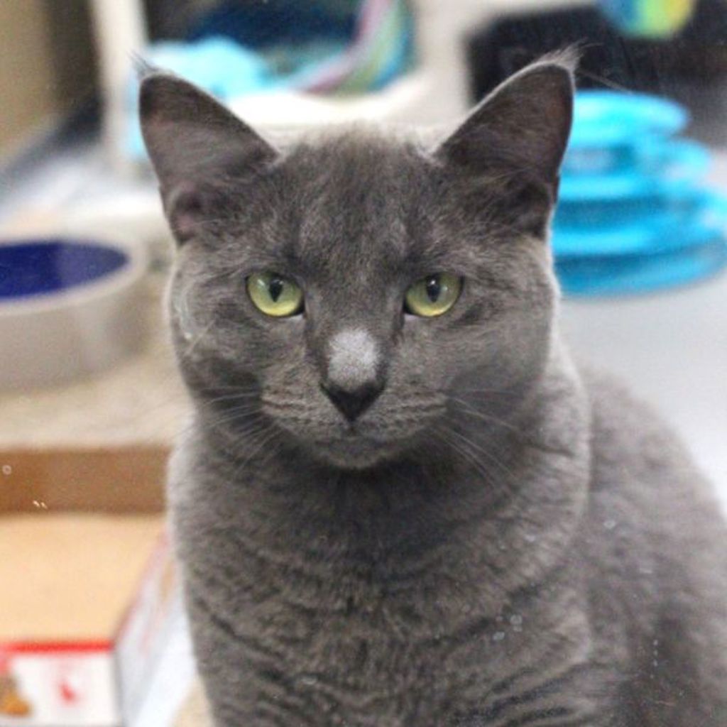 Maddie -- Bonded Buddy With Mort