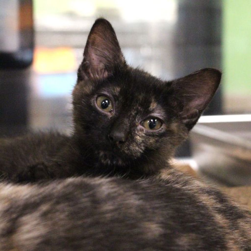 Mae