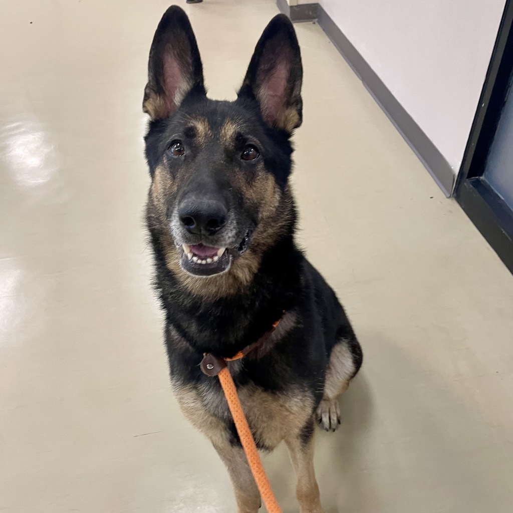 Maya