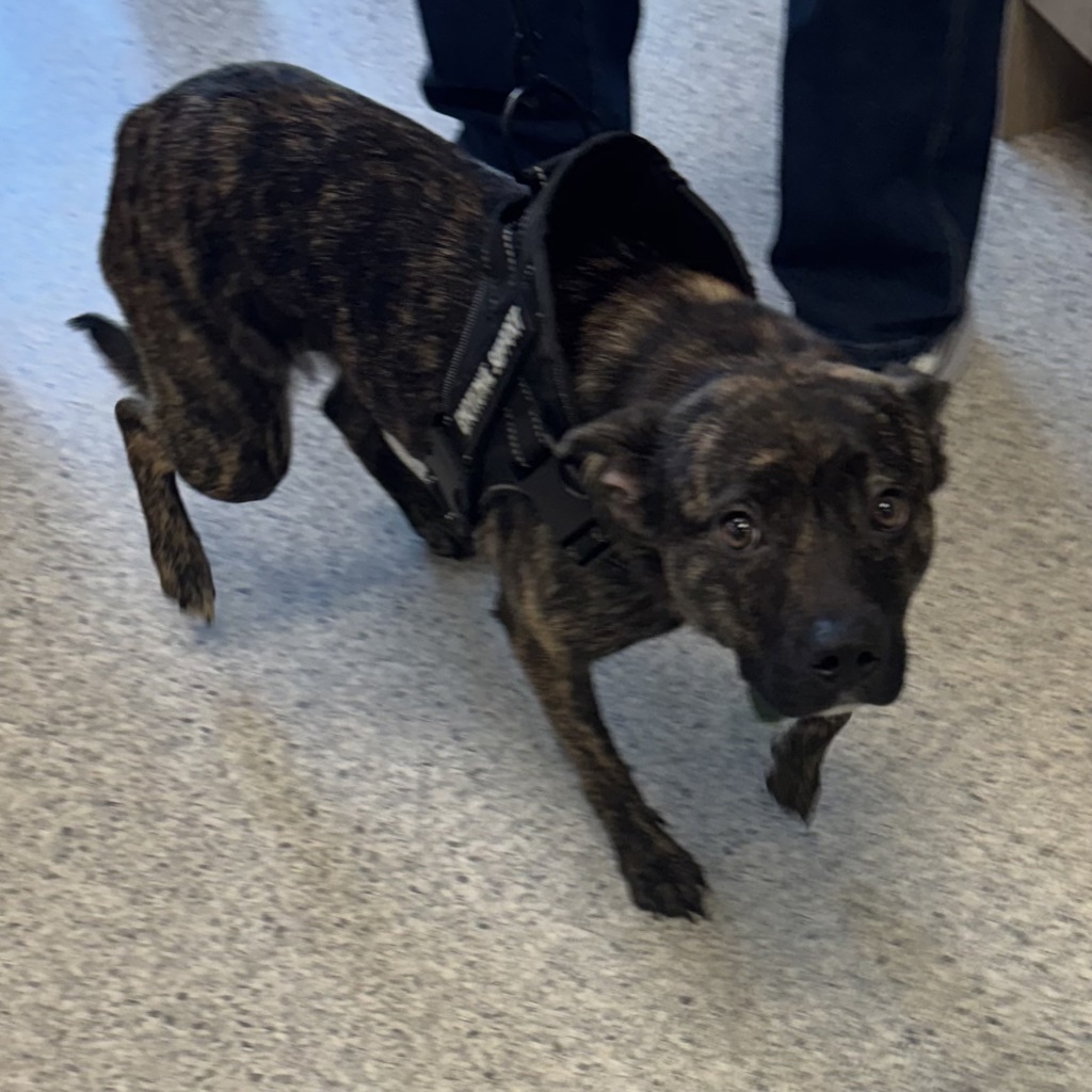 Australian Cattle Dog