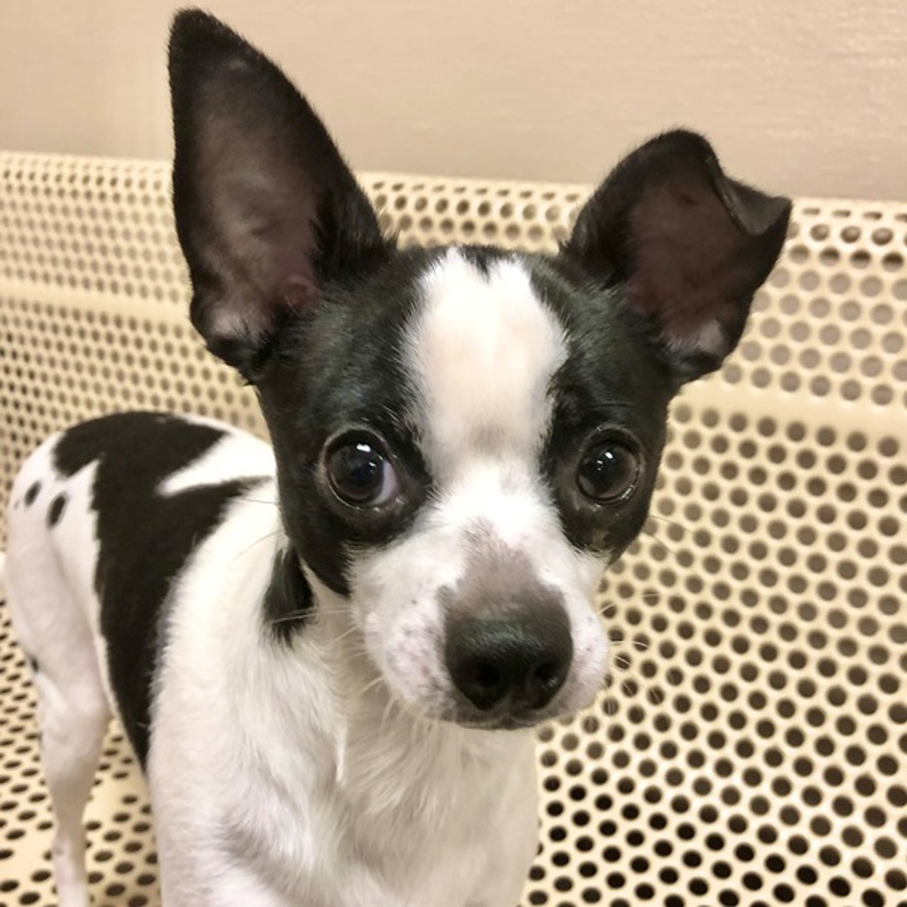Mickey -- Bonded Buddy With Chipi