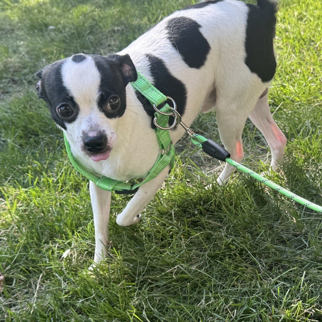 Mickey -- Bonded Buddy With Chipi