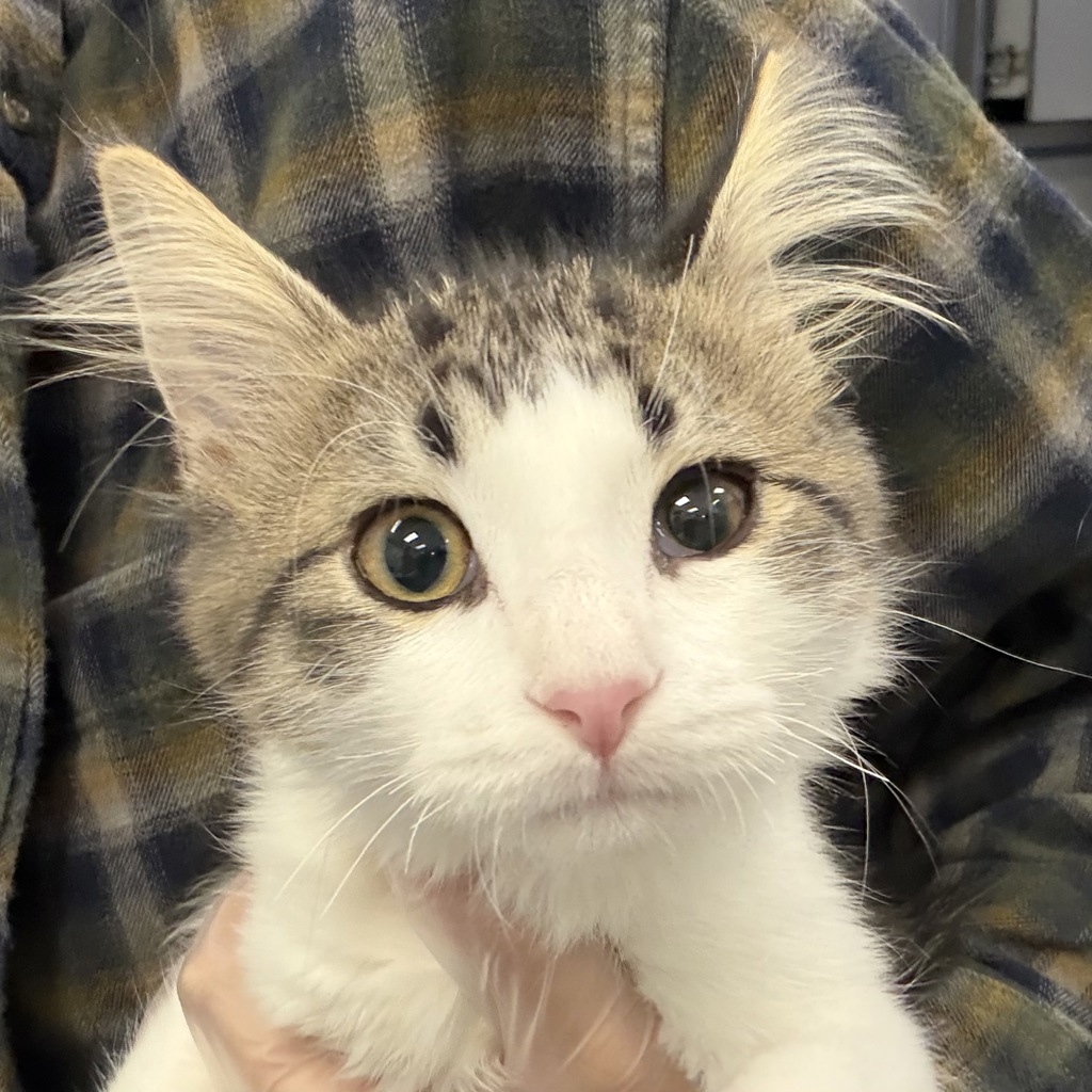 Milo