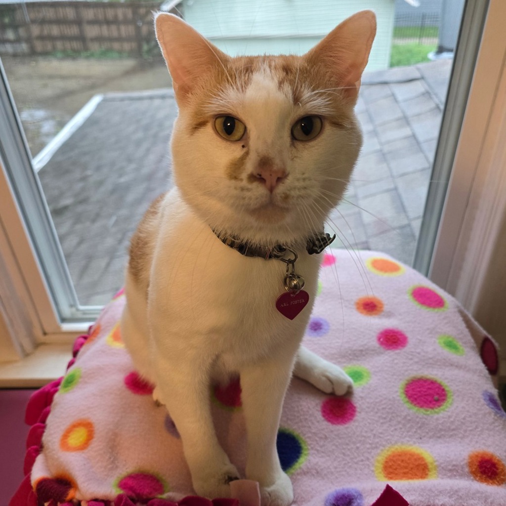 Mischief - Bonded Buddy With Sweet Pea