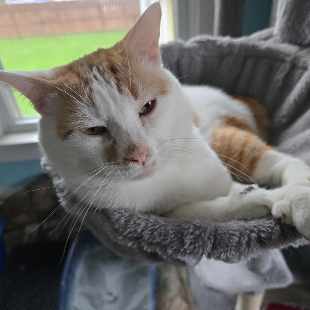 Mischief - Bonded Buddy With Sweet Pea