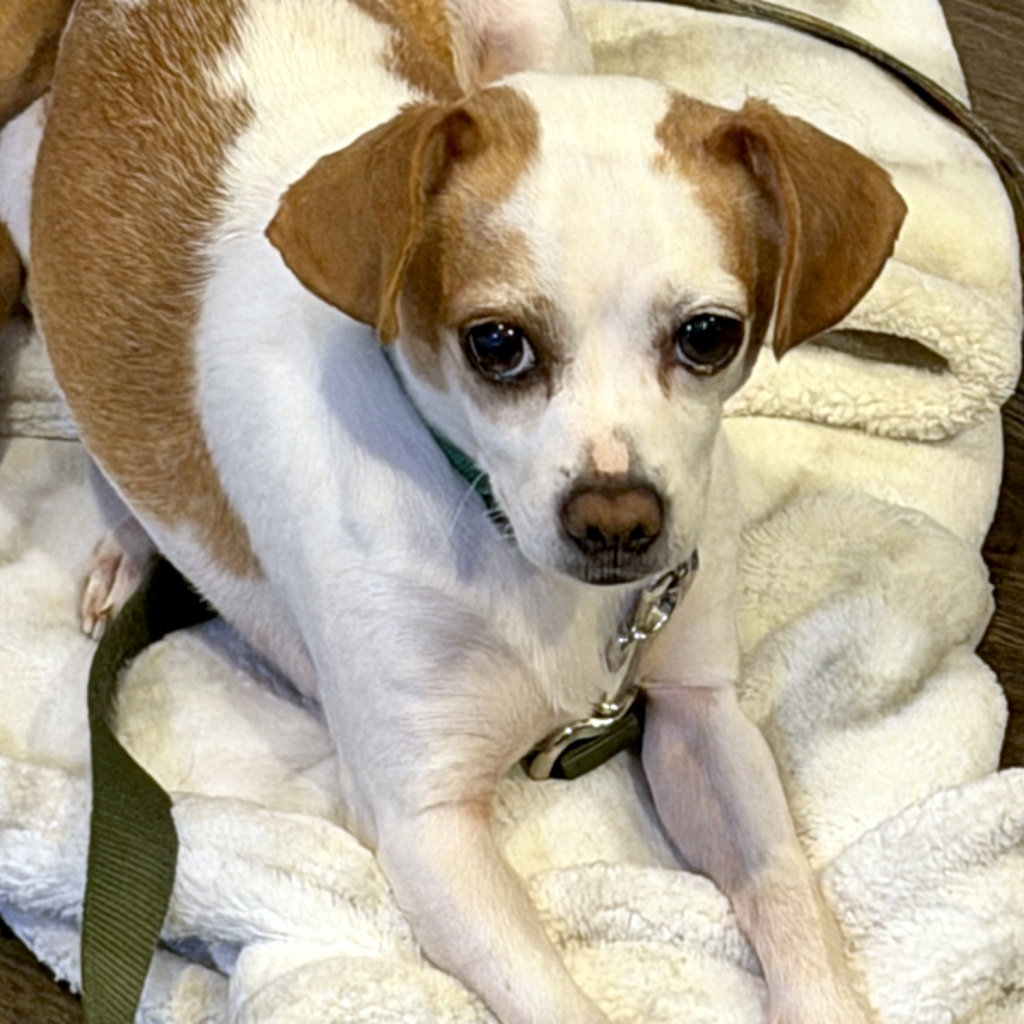 Missy -- Bonded Buddy With Ellie Mae