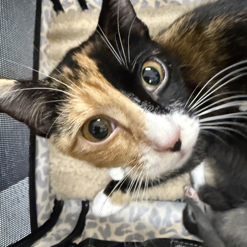 Mixie