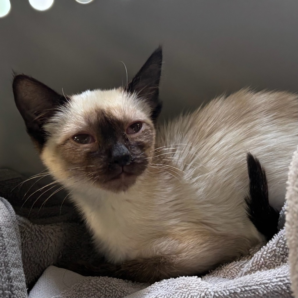 Mocha