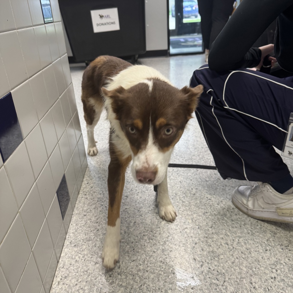 Border Collie