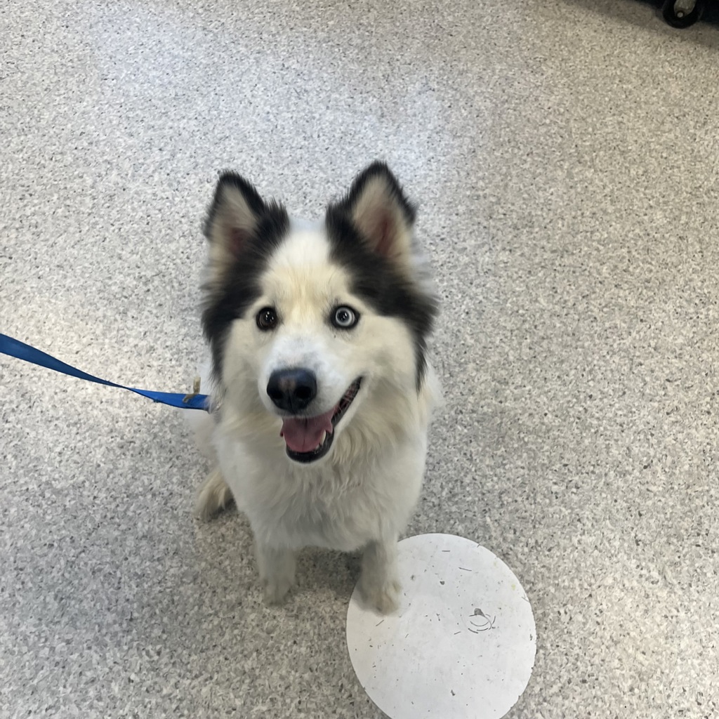 Nova