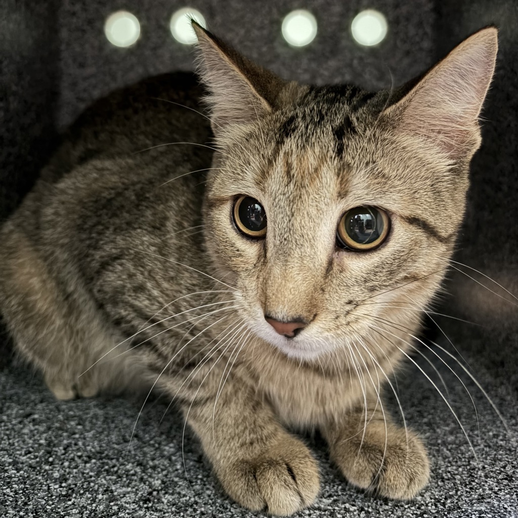 Oj -- Bonded Buddy With Patches