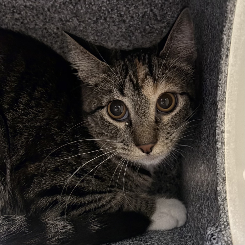 Patches -- Bonded Buddy With Oj
