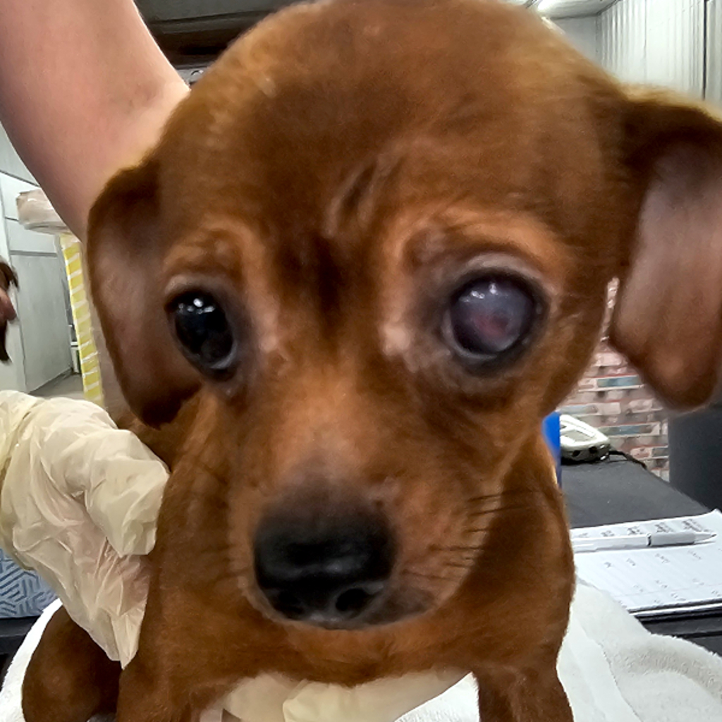 Penny