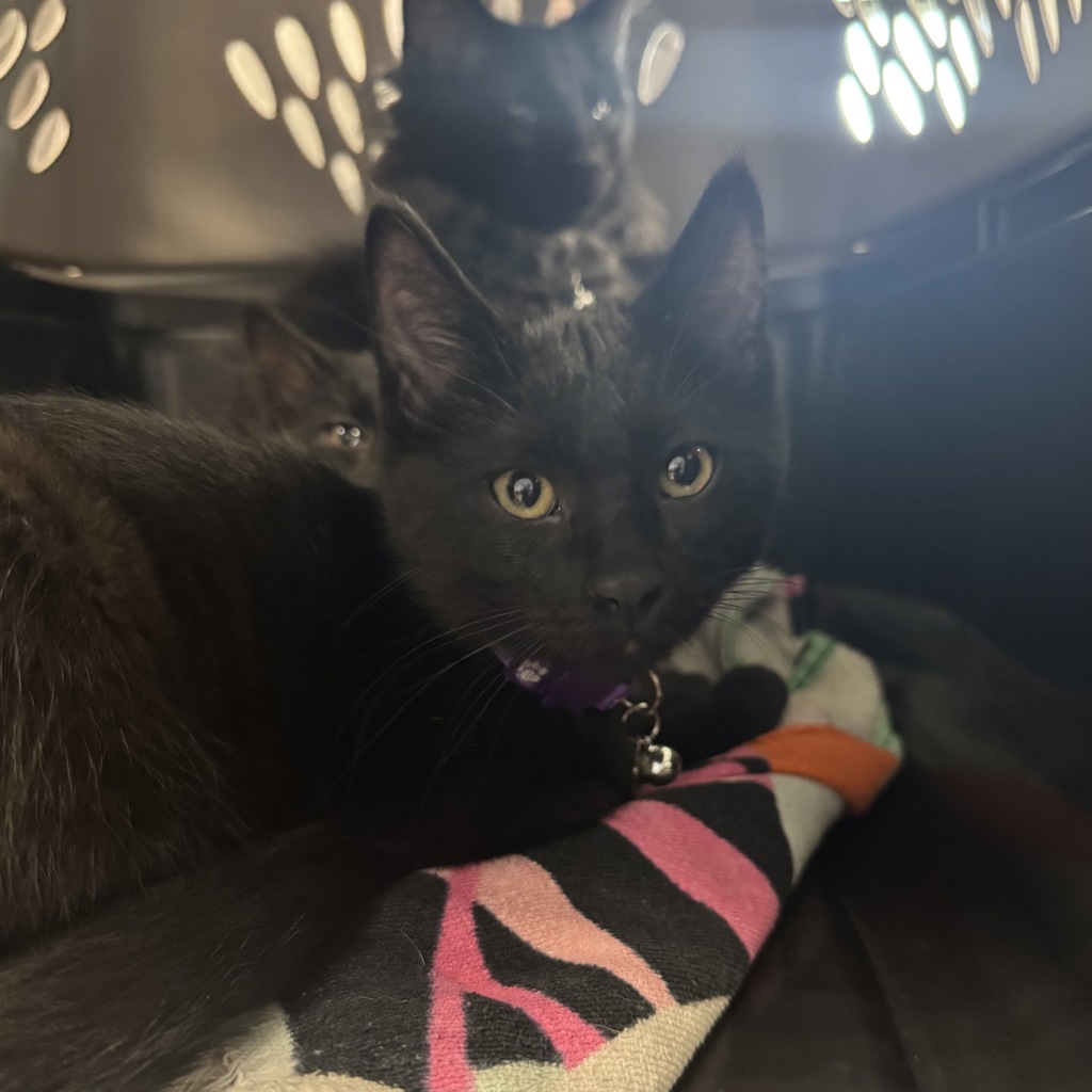 Pip