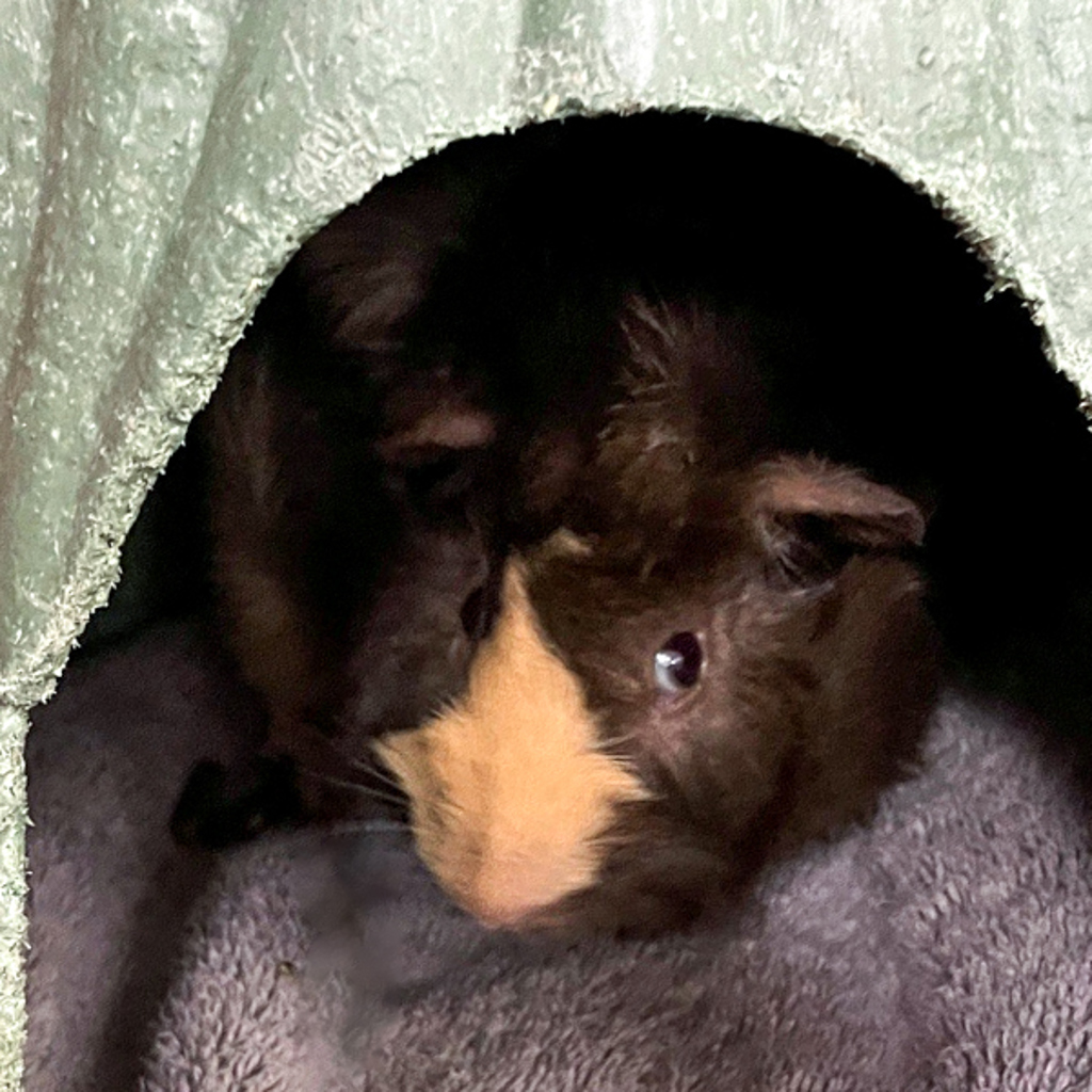 Pip