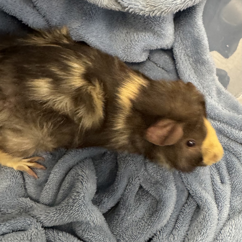 Pip