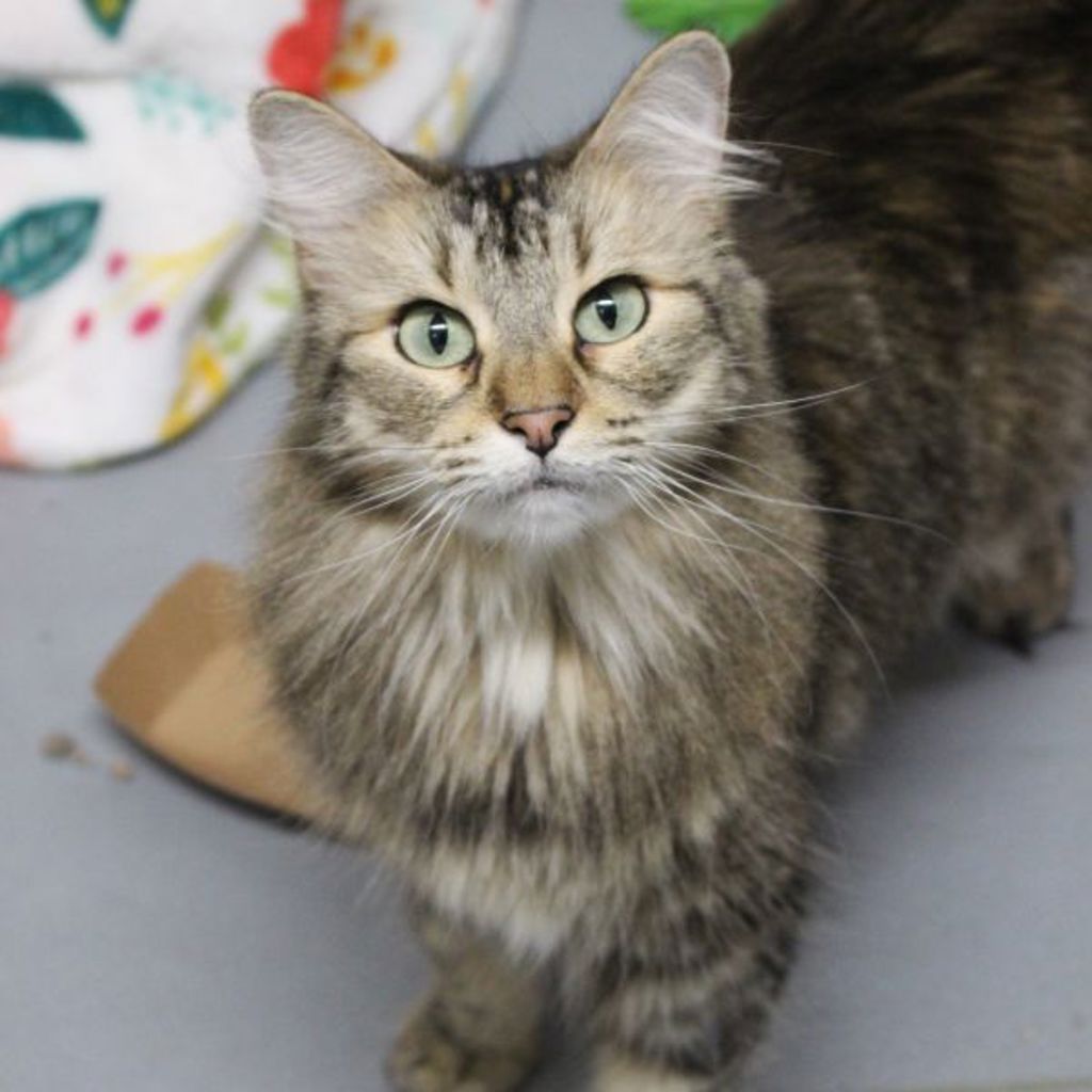 Rachel -- Bonded Buddy With Gravy