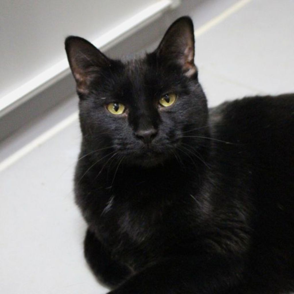 Remy -- Bonded Buddy With Teddy