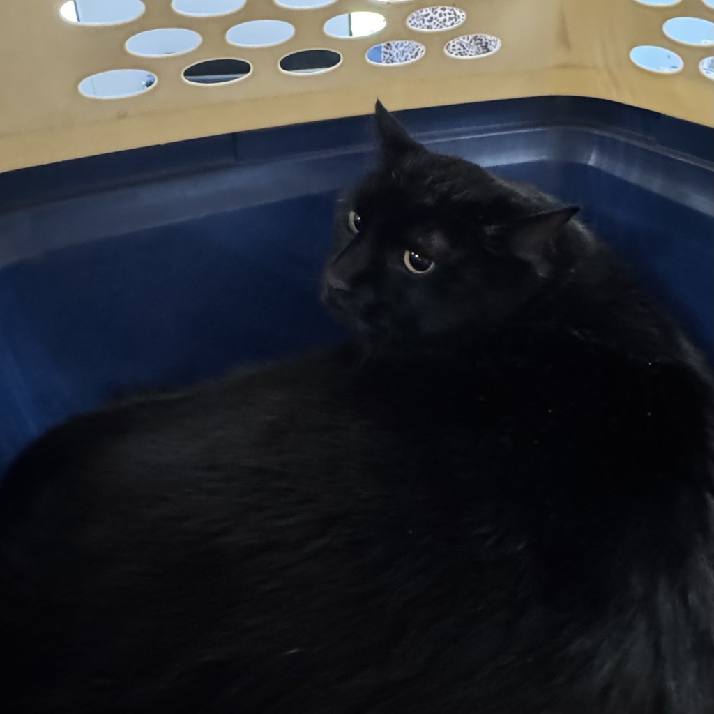 Remy -- Bonded Buddy With Teddy