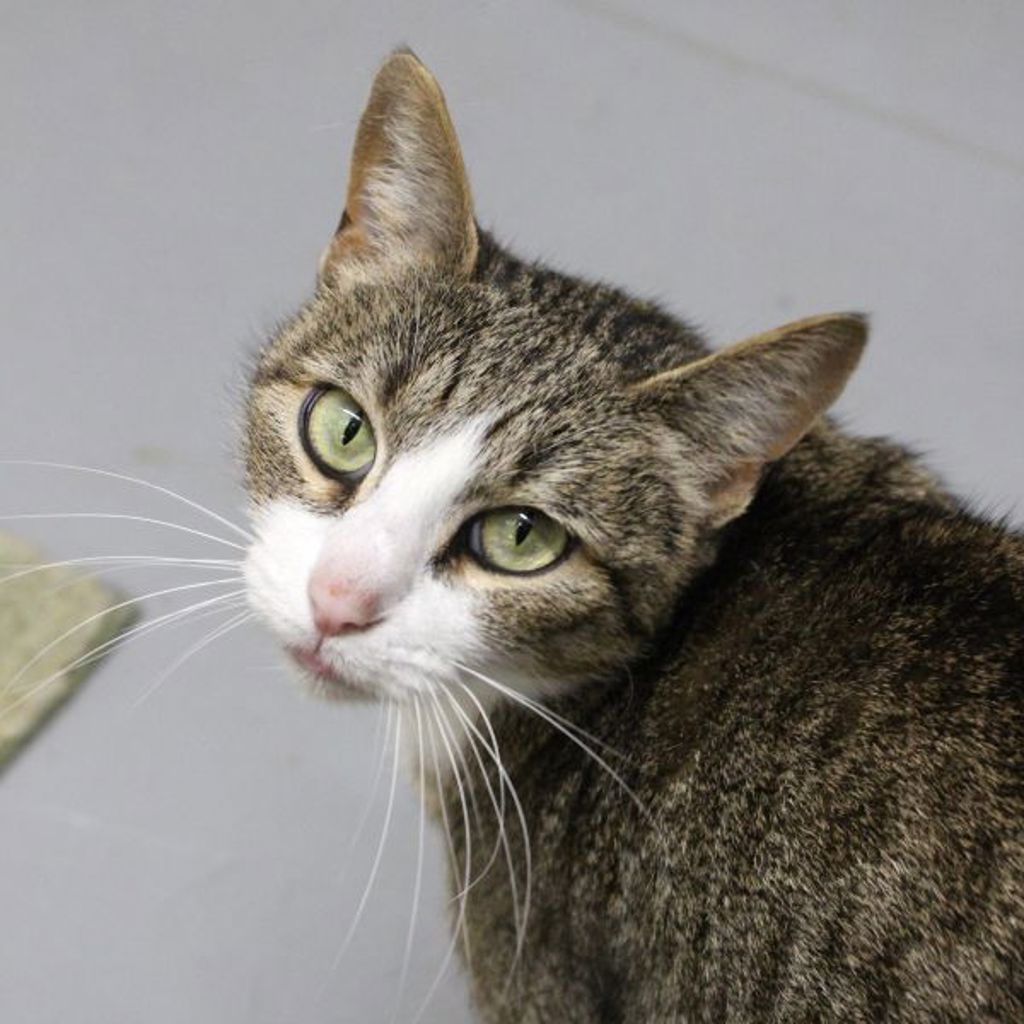 Renera -- Bonded Buddy With Carhartt