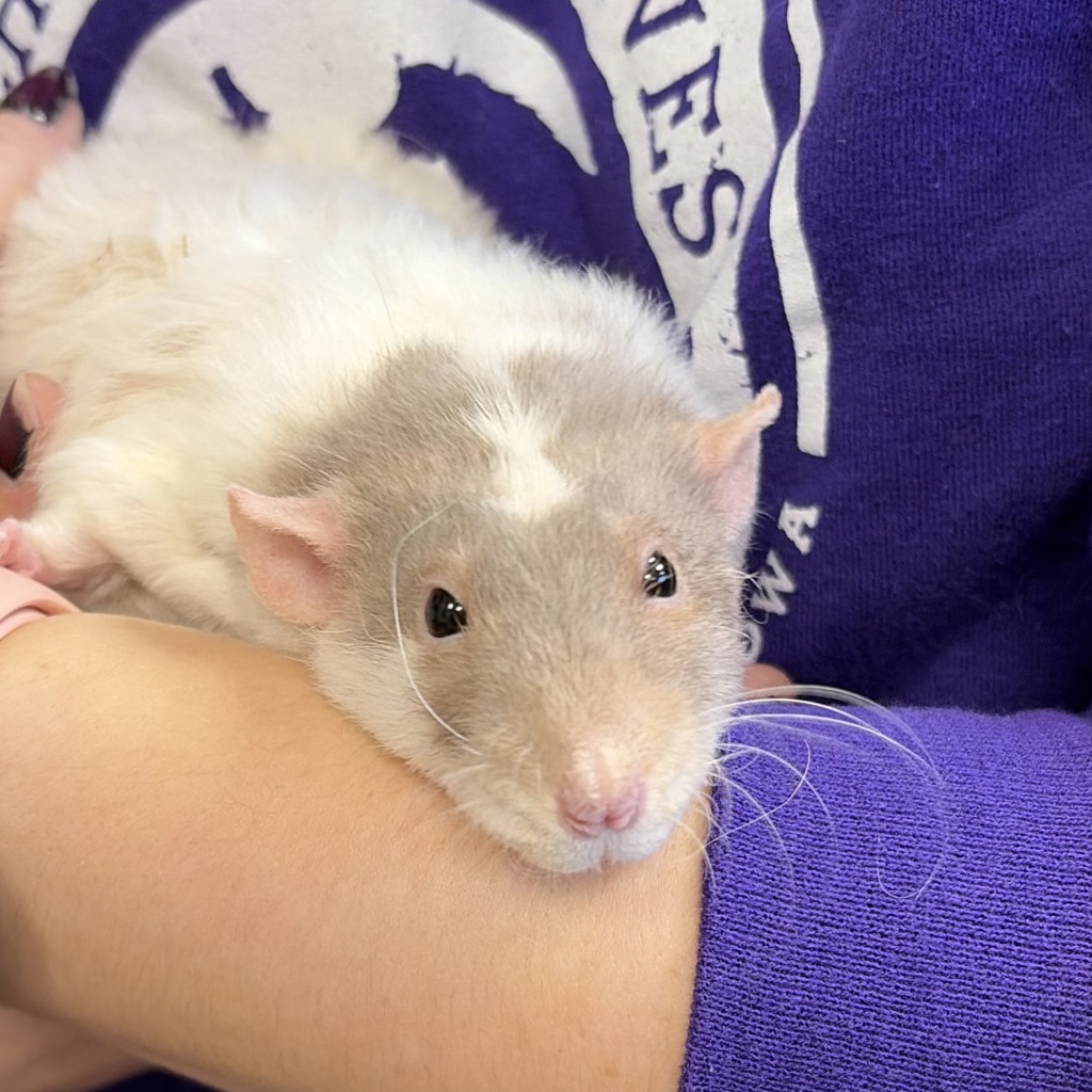 Rocky -- Bonded Buddy With Tiny Tim