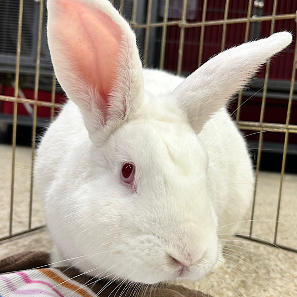 Roger -- Bonded Buddy With Lylla
