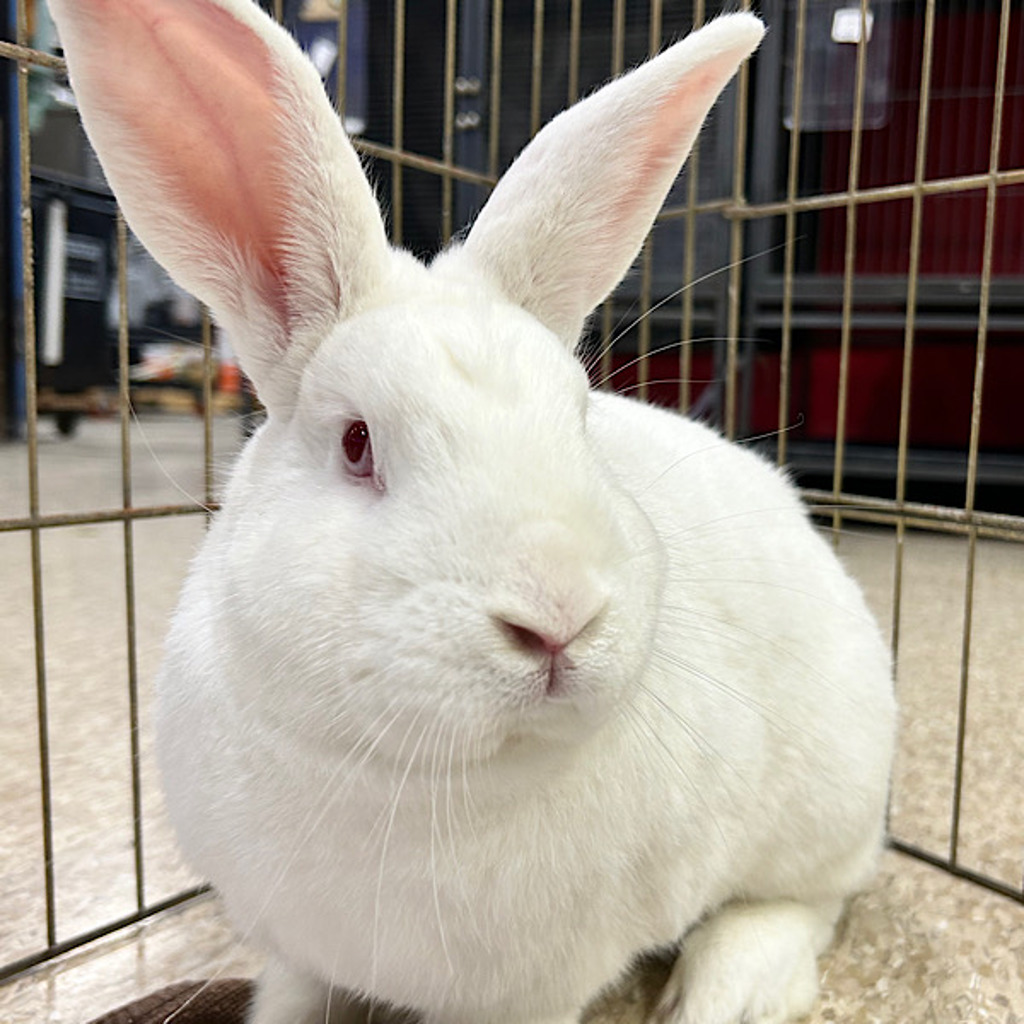 Roger -- Bonded Buddy With Lylla