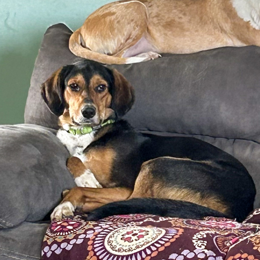Roo