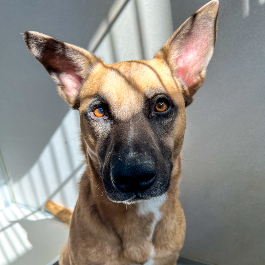 Scout