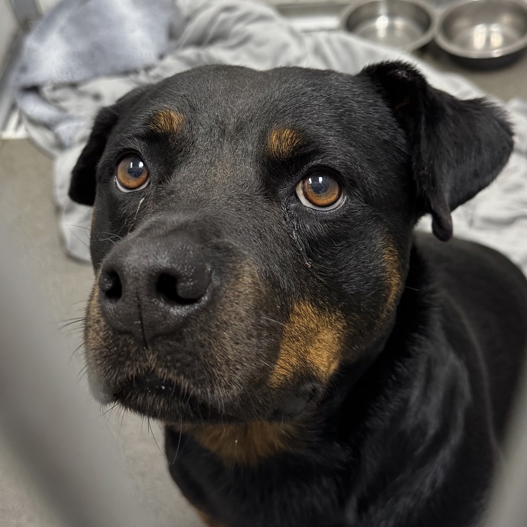 Shasta (lexi)