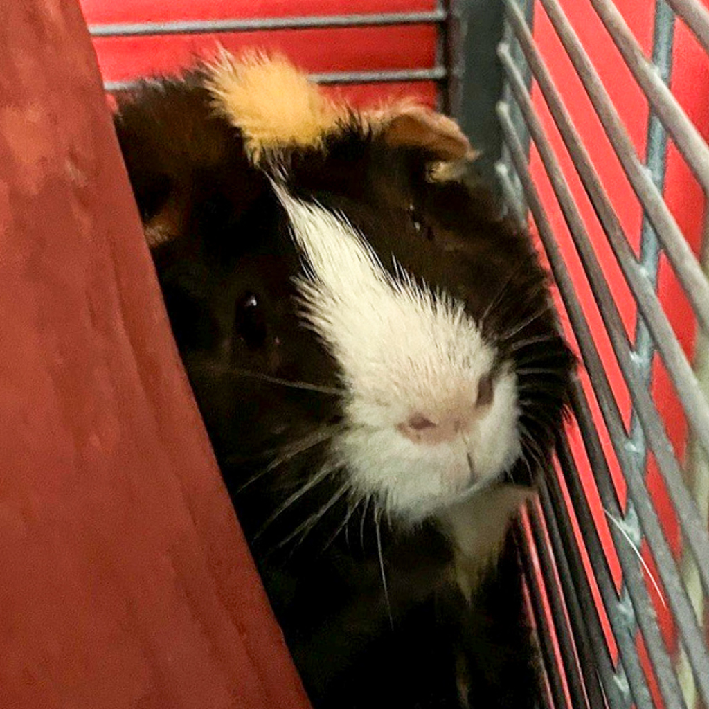 Squeak
