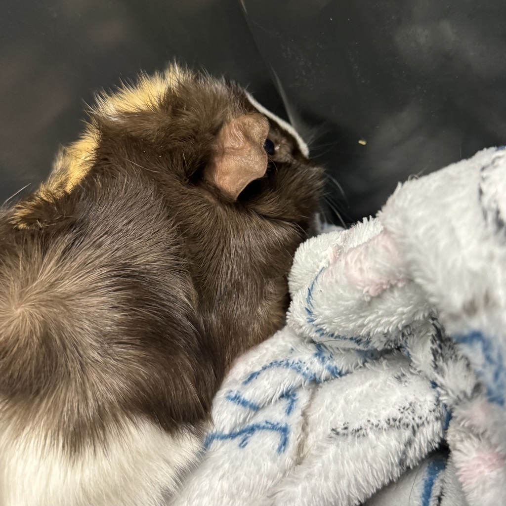 Squeak